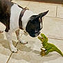 dog, boston_terrier, toy_dinosaur, tile_floor, indoor, pet, curious, brown_collar, white_and_black_fur, animal, playful, small_toy, floor_tiles, domestic, canine, sniffing, shadow, close_up, house, companion