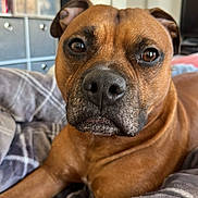 Bubba is registered to the contest to win money with this photo: animal, blanket, brown_dog, canine, close_up, comfortable, dog, domestic, ears, expression, eyes, face, fur, furniture, indoors, nose, pet, plaid, resting, snout