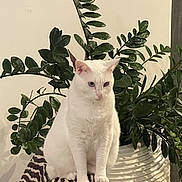 Luna is registered to the contest to win money with this photo: cat, white_cat, heterochromia, zebra_stripe, chair, plant, indoor, pot, leafy_plant, painting, art, abstract_art, furniture, animal, pet, domestic_cat, floor, decor, cozy, sitting