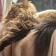 Youri participe au concours pour gagner de l'argent avec cette photo : animal, blanket, cat, cozy, cream, curtains, fluffy, fur, furniture, home, indoor, living_room, long_hair, mammal, pet, red, relaxed, resting, stretching, window