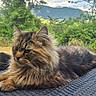 Youri participe au concours pour gagner de l'argent avec cette photo : cat, fluffy, outdoor, table, wicker, nature, greenery, mountains, relaxed, pet, feline, animal, landscape, summer, daytime, wildlife, fur, resting, garden, scenery