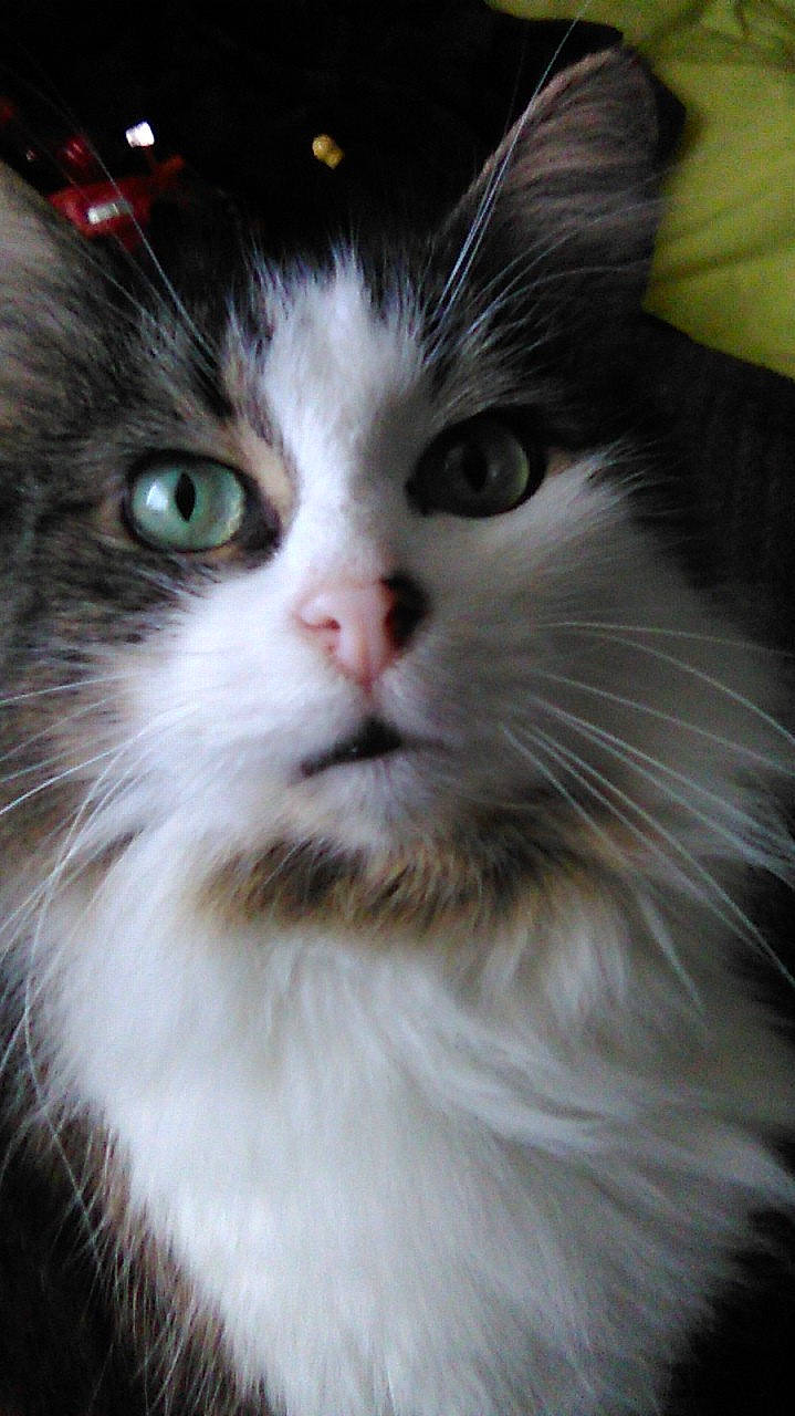 Pepperoni is registered to the contest to win money with this photo: carnivore, cat, felidae, fur, iris, small_to_medium_sized_cats, snout, whiskers