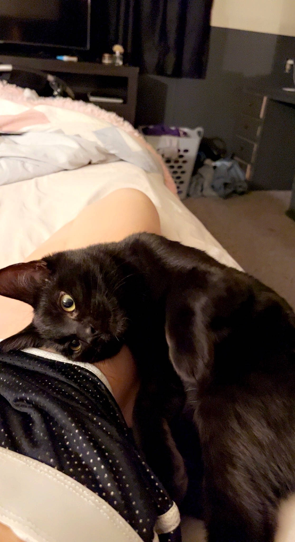 Axle joined the competition — help win amazing prizes! black_cat, bombay, canidae, carnivore, cat, claw, comfort, dog_breed, domestic_short_haired_cat, felidae, fur, grey, linens, nap, room, small_to_medium_sized_cats, snout, sporting_group, tail, whiskers