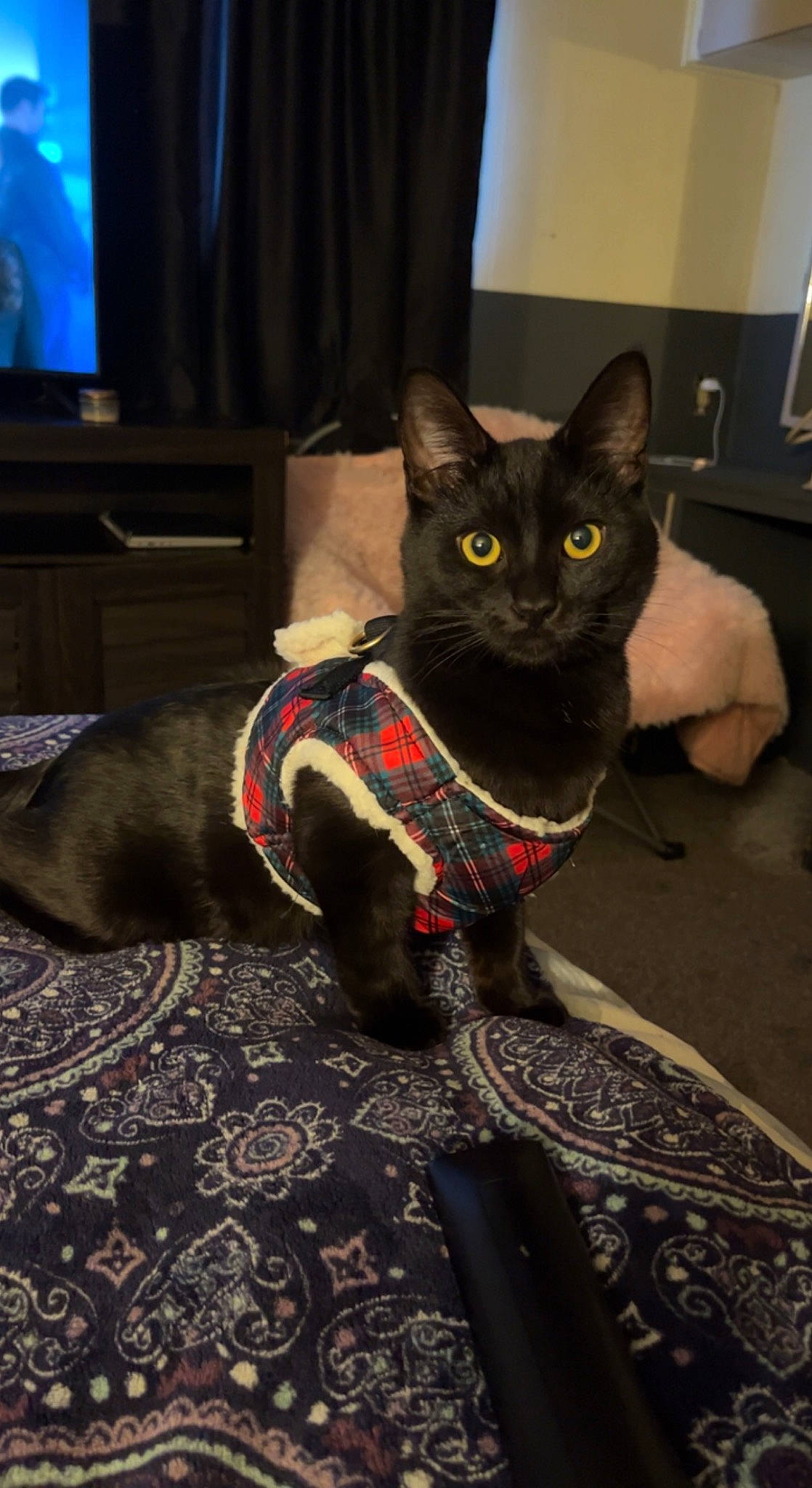 Axle joined the competition — help win amazing prizes! black_cat, bombay, carnivore, cat, claw, collar, comfort, domestic_short_haired_cat, felidae, flooring, fur, grey, pet_supply, picture_frame, small_to_medium_sized_cats, snout, tail, television, terrestrial_animal, whiskers