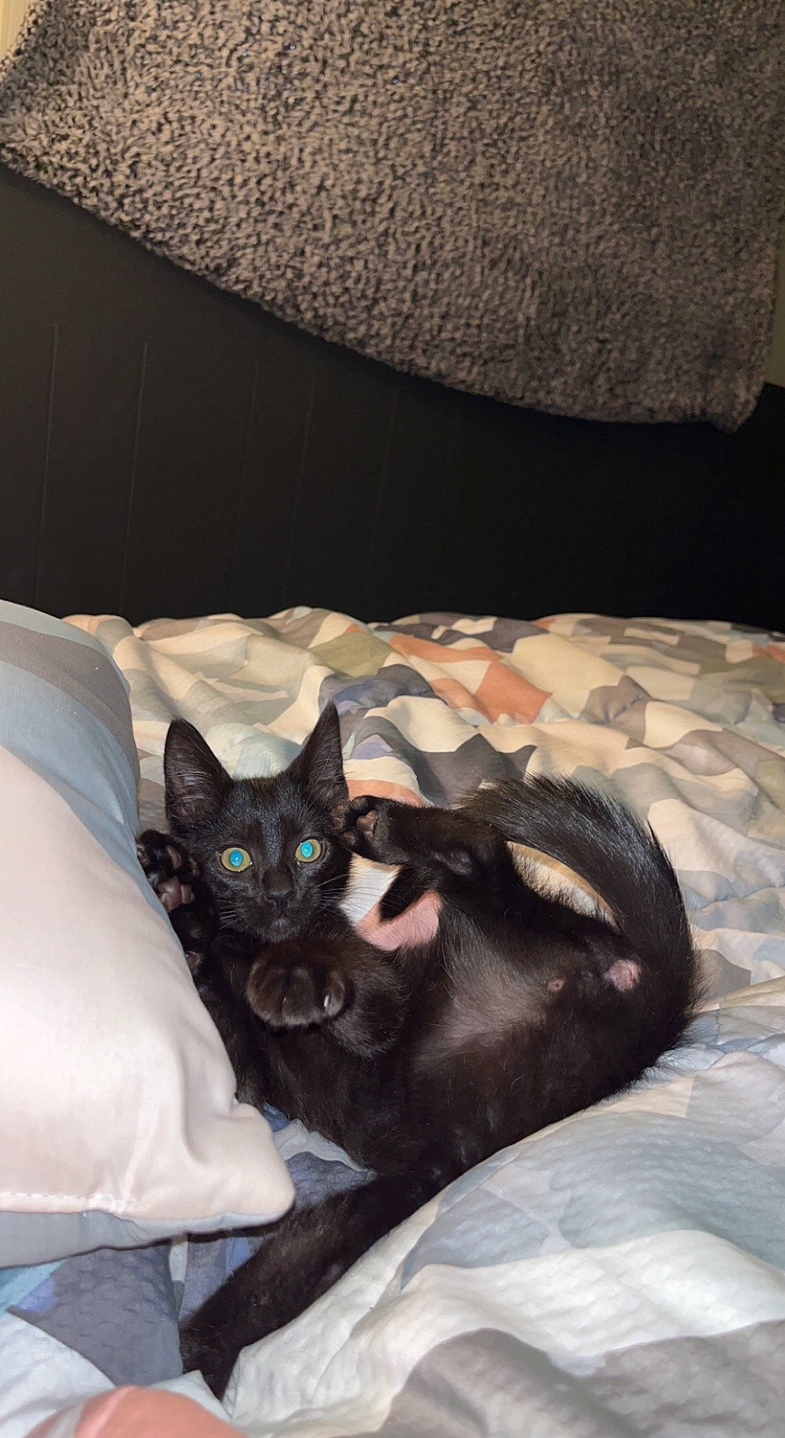 Axle is registered to the contest to win money with this photo: bag, bed, bedding, bedroom, black, black_cat, bombay, carnivore, cat, comfort, domestic_short_haired_cat, fawn, felidae, grey, linens, room, small_to_medium_sized_cats, tail, textile, whiskers