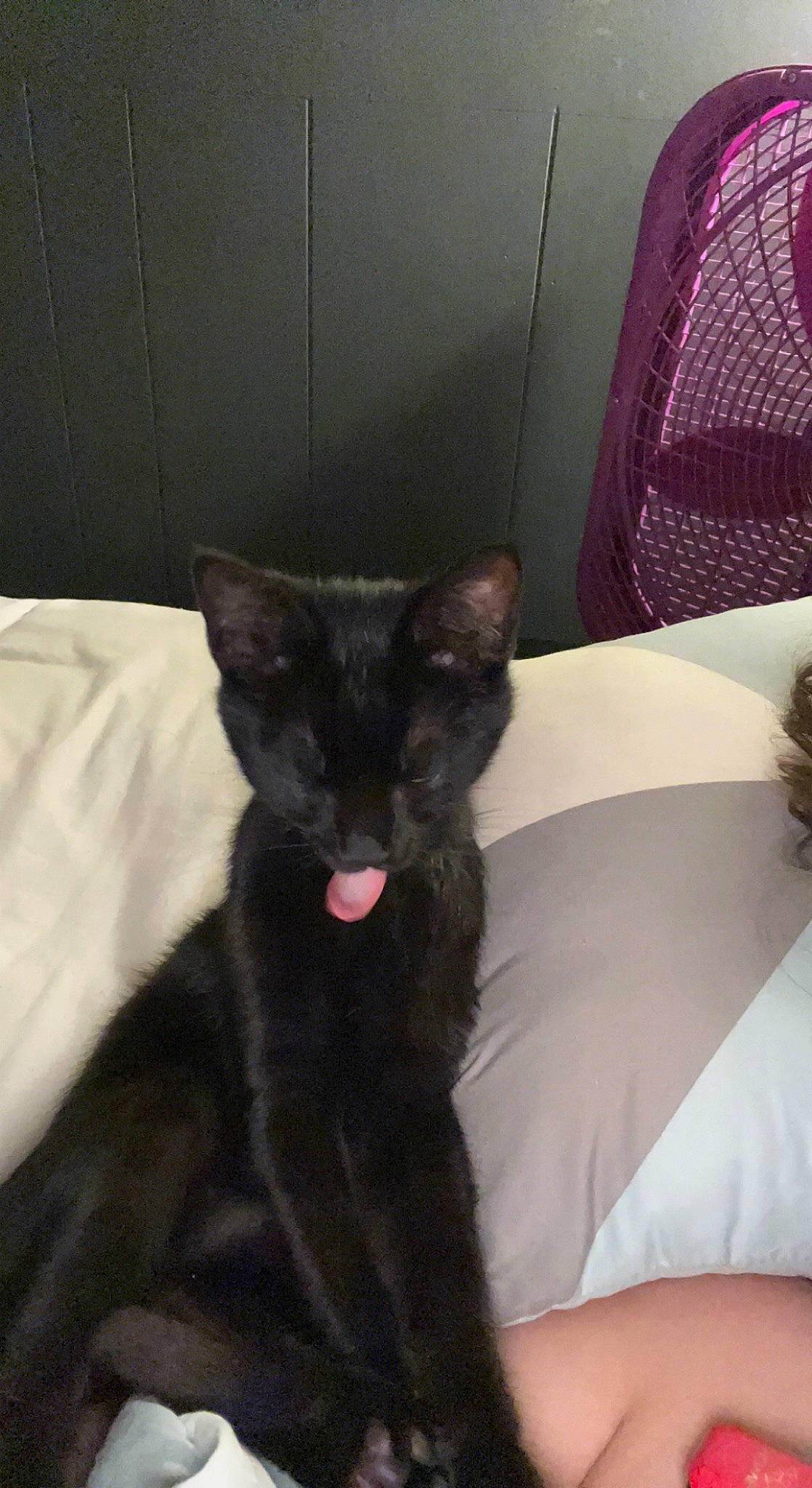 Axle joined the competition — help win amazing prizes! black_cat, bombay, canidae, carnivore, cat, claw, comfort, dog_breed, domestic_short_haired_cat, felidae, fur, room, small_to_medium_sized_cats, tail, terrestrial_animal, whiskers