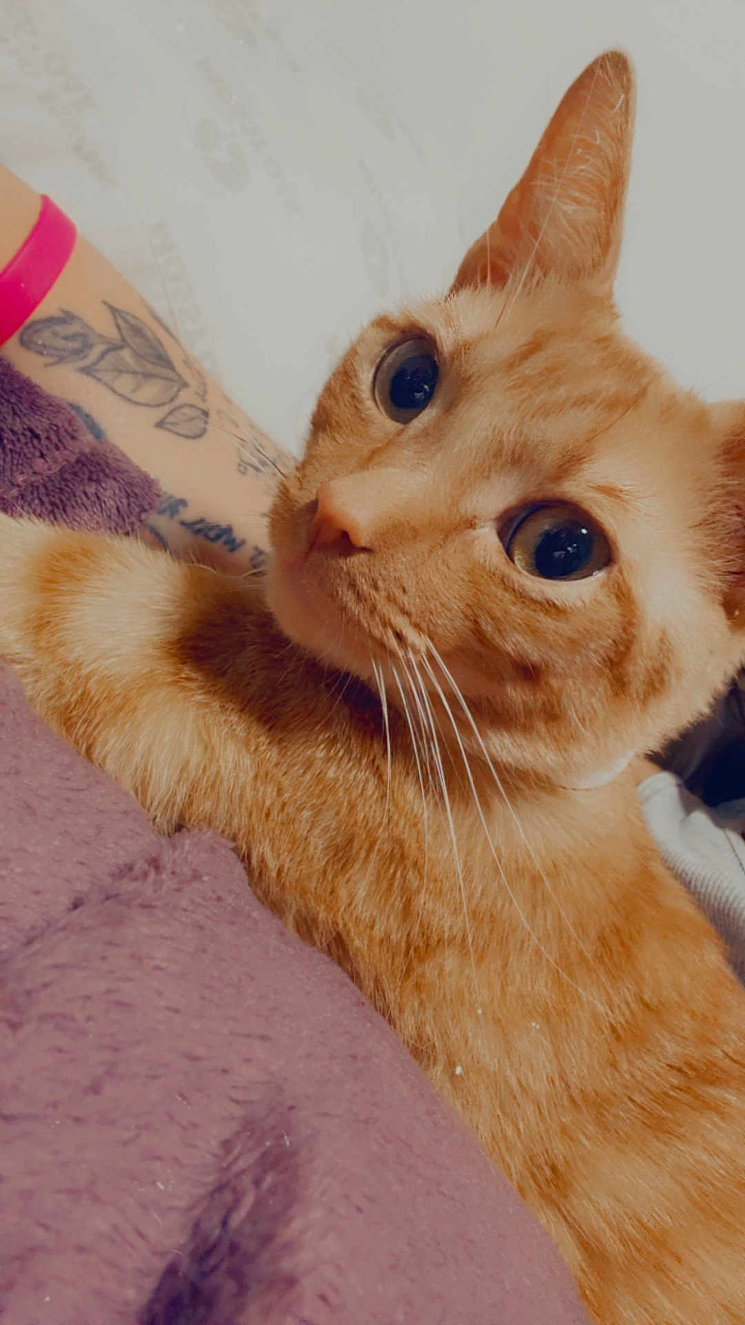 Phoenix is registered to the contest to win money with this photo: cat, ginger_cat, close_up, pet, animal, fur, whiskers, curious, wide_eyes, tattoo, arm, pink_wristband, blanket, purple_blanket, indoor, snuggling, cute, domestic_cat, feline, portrait