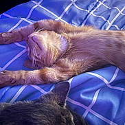 Phoenix joined the competition — help win amazing prizes! cat, orange_tabby, gray_cat, pets, stretching, bed, blanket, blue, checkered, fur, whiskers, relaxing, indoor, cozy, animal, sleeping, cute, domestic_animal, companion, resting