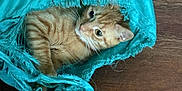 Phoenix is registered to the contest to win money with this photo: cat, orange_tabby, fabric, bag, torn, curious, wooden_floor, pet, animal, indoor, playful, feline, whiskers, ears, eyes, paws, frayed_fabric, texture, closeup, resting