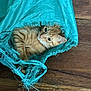 cat, orange_tabby, fabric, bag, torn, curious, wooden_floor, pet, animal, indoor, playful, feline, whiskers, ears, eyes, paws, frayed_fabric, texture, closeup, resting