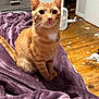 Phoenix is registered to the contest to win money with this photo: cat, orange_tabby, pet, indoor, blanket, purple_blanket, wooden_floor, fan, curious, sitting, furniture, room, mess, torn_paper, domestic_animal, fur, whiskers, ears, wide_eyes, animal