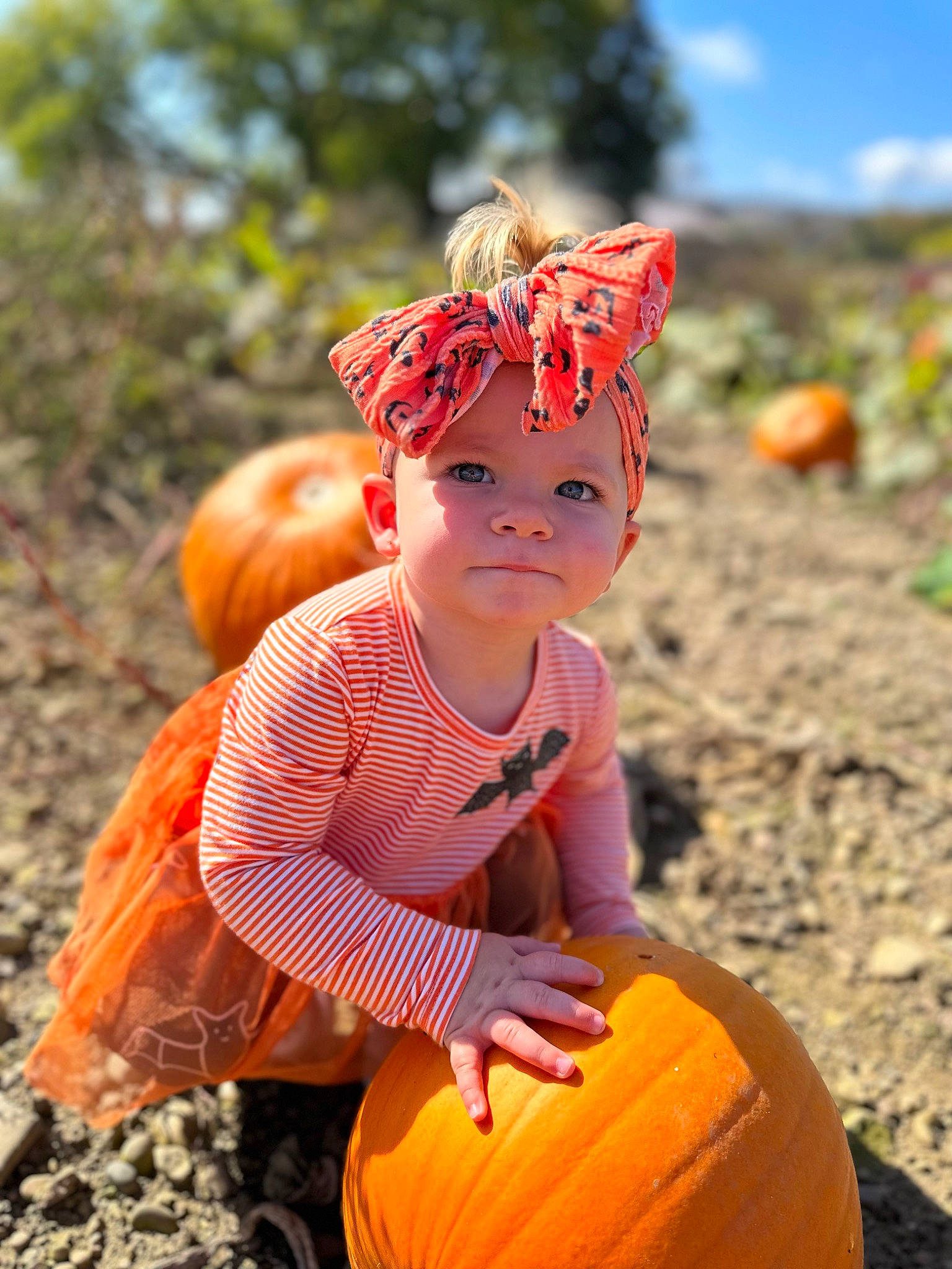 Maisie joined the competition — help win amazing prizes! baby_toddler_clothing, calabaza, cucurbita, fruit, fun, gourd, grass, happy, head, headwear, human_body, orange, people_in_nature, person, plant, pumpkin, squash, toddler, tree, vegetable
