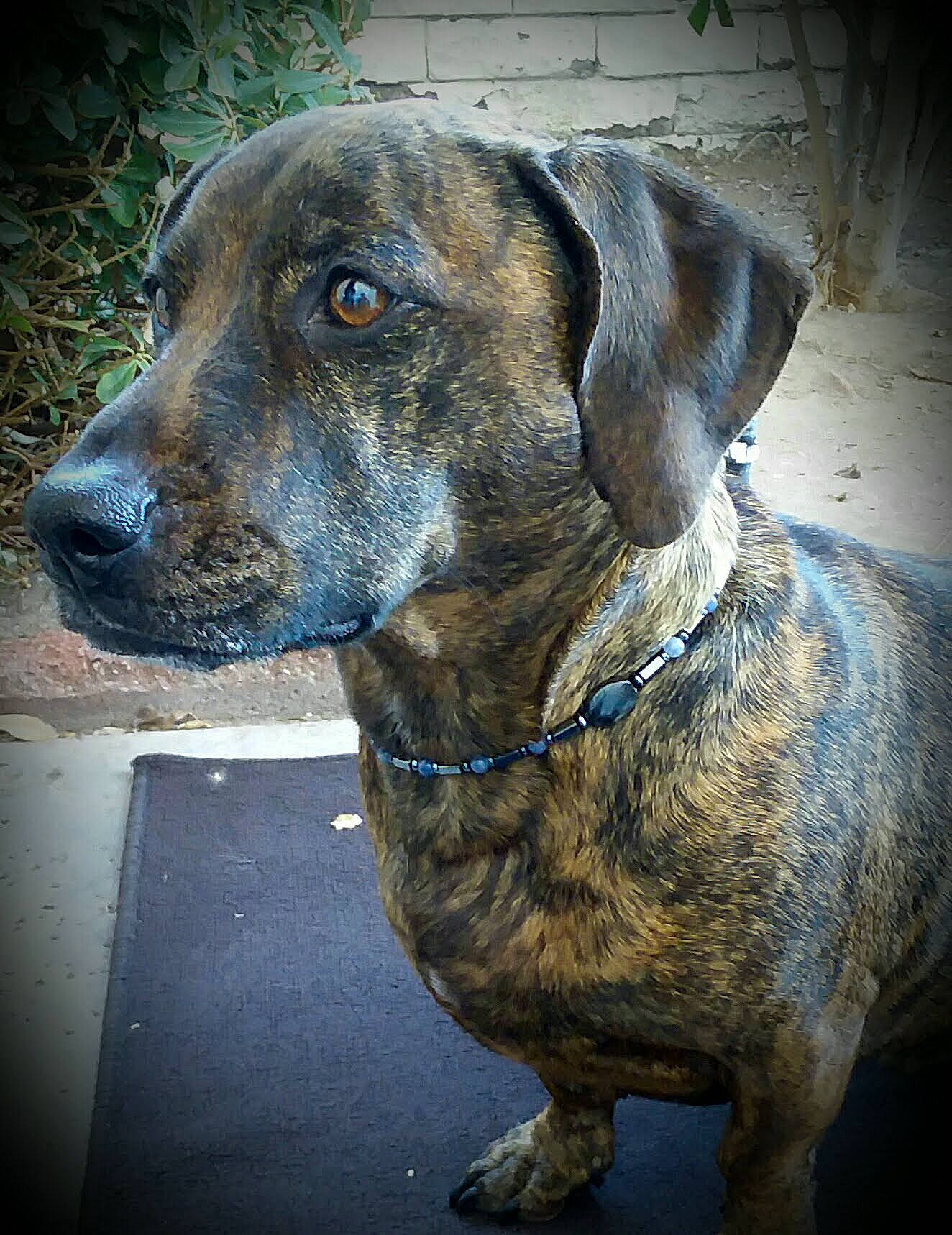 Brody is registered to the contest to win money with this photo: alano_espanol, bavarian_mountain_hound, canidae, carnivore, cimarron_uruguayo, dog, dog_breed, fawn, fila_brasileiro, hanover_hound, mammal, mountain_cur, plott_hound, rare_breed_dog, snout, sporting_group, treeing_tennessee_brindle, vertebrate, whiskers