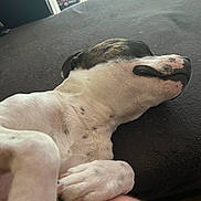 Virgin a rejoint le concours — aidez-le/la à gagner de superbes lots ! animal, black_spots, close_up, comfortable, companion, couch, cozy, dog, domestic, furniture, indoor, lying_down, paw, pet, relaxed, resting, sleepy, snout, soft_light, white_fur