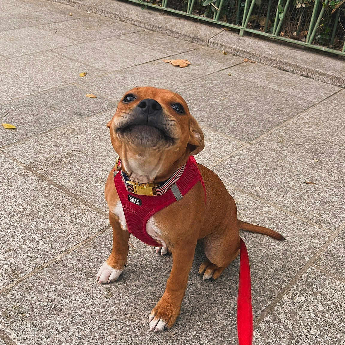 Léon participe au concours pour gagner de l'argent avec cette photo : accessories, animal, belt, boxer, bulldog, canine, dog, flagstone, frenchbulldog, harness, hound, leash, path, pet, pitbull, pug, puppy, sidewalk, strap, walkway