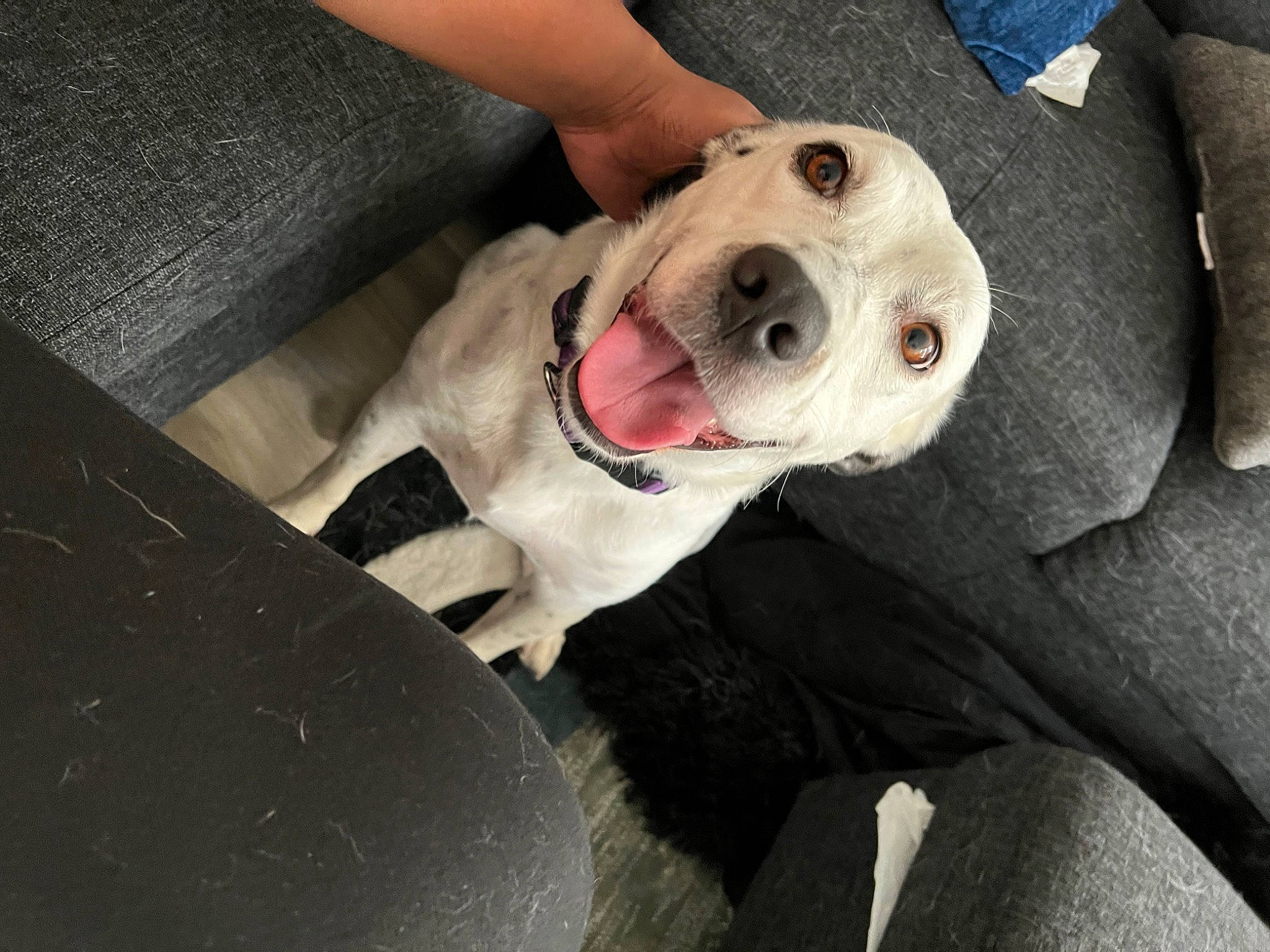 Darla joined the competition — help win amazing prizes! canidae, car, carnivore, collar, comfort, companion_dog, dog, dog_breed, dog_collar, fawn, non_sporting_group, pet_supply, sporting_group, vehicle, whiskers, working_animal