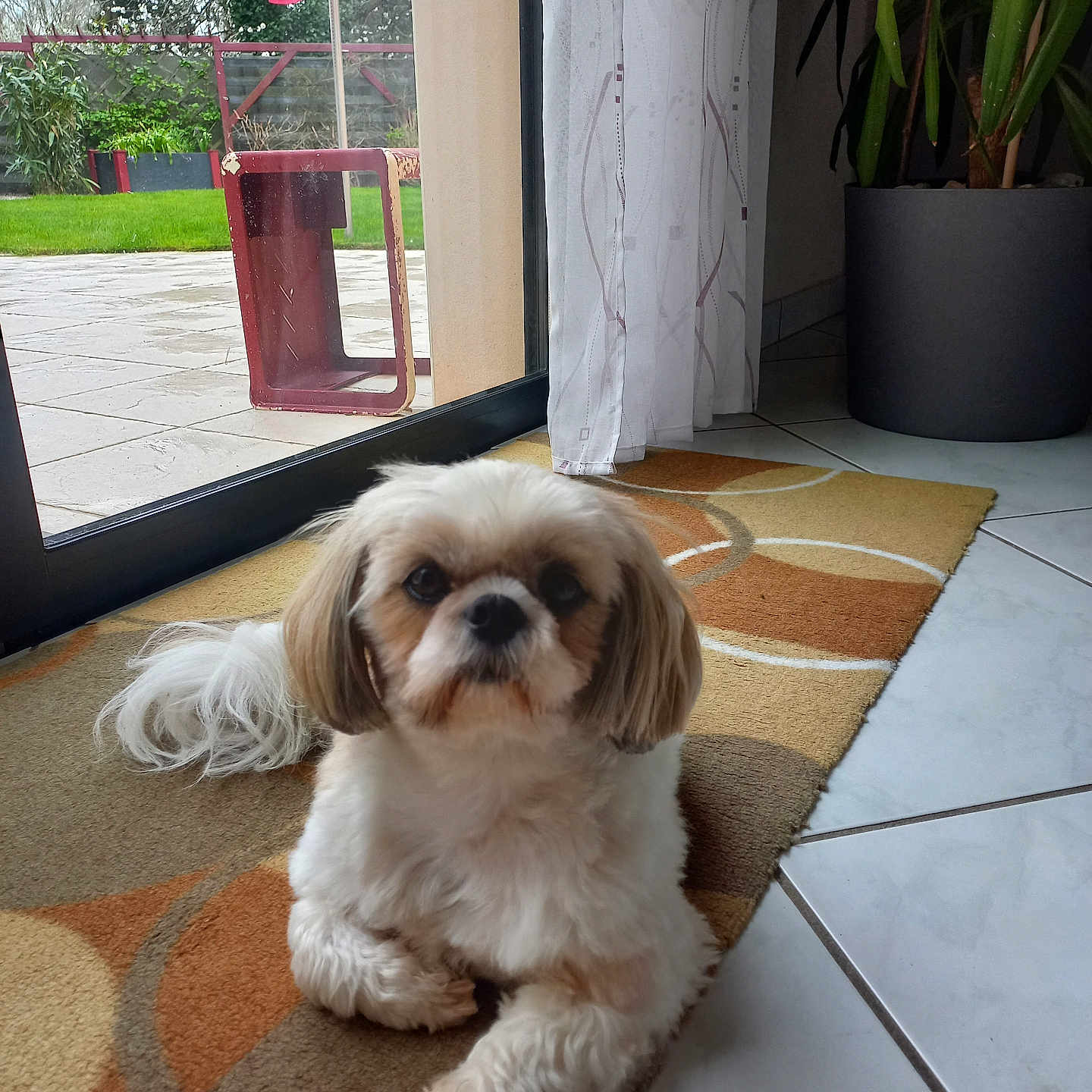 Romy participe au concours pour gagner de l'argent avec cette photo : animal, canine, dog, flower, flowerarrangement, hardwood, homedecor, indoors, interiordesign, jar, pet, plant, planter, pottedplant, pottery, puppy, slate, terrier, vase, wood