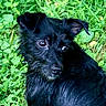 dog, black_dog, grass, outdoor, pet, animal, fur, small_dog, nature, greenery, canine, looking_back, ears, eyes, portrait, cute, mammal, companion, domestic_animal, alert