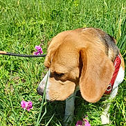 Samo participe au concours pour gagner de l'argent avec cette photo : dog, beagle, animal, pet, grass, flowers, outdoor, nature, greenery, sniffing, leash, canine, mammal, ears, fur, sunlight, meadow, summer, closeup, curious
