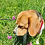 dog, beagle, animal, pet, grass, flowers, outdoor, nature, greenery, sniffing, leash, canine, mammal, ears, fur, sunlight, meadow, summer, closeup, curious