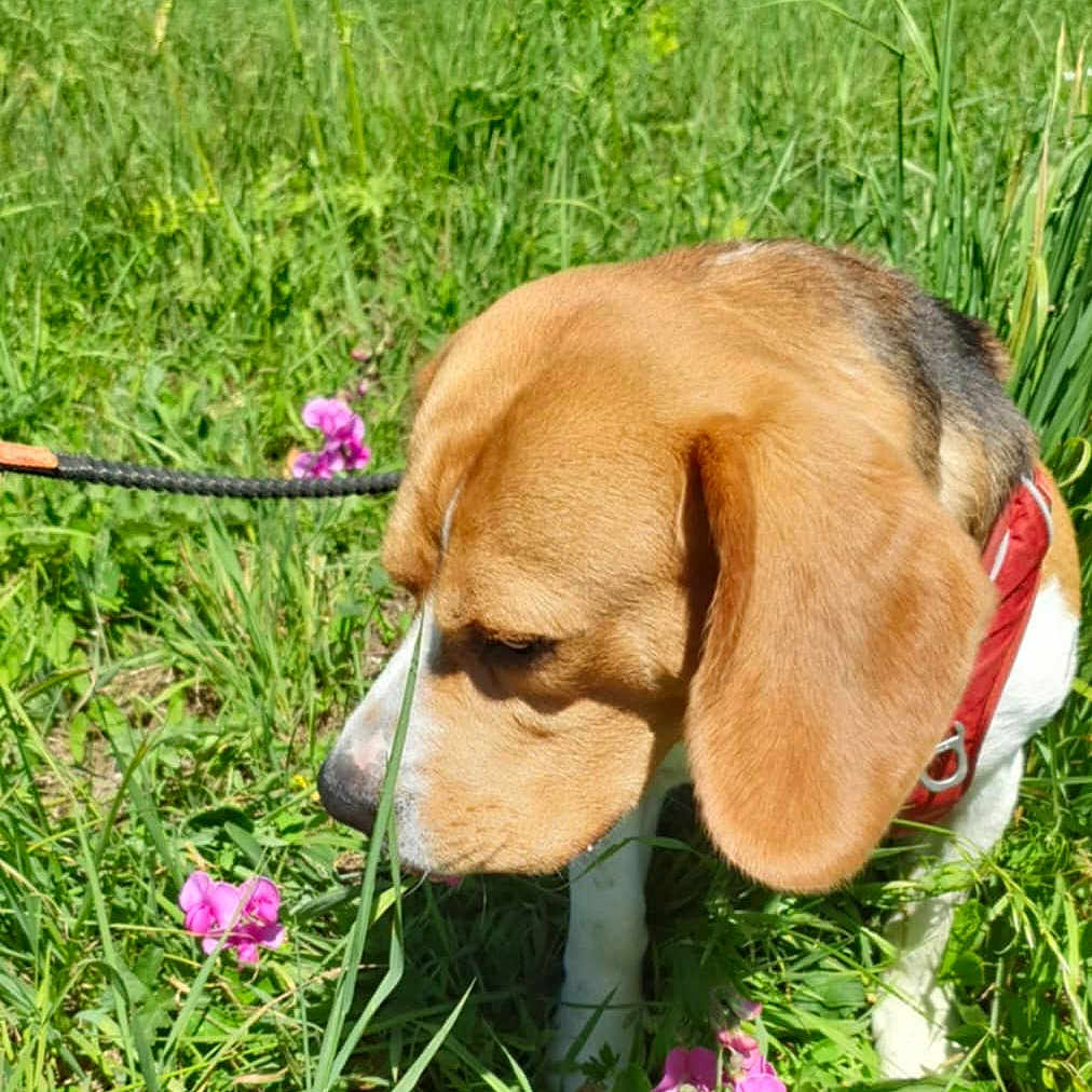 Samo participe au concours pour gagner de l'argent avec cette photo : animal, beagle, canine, closeup, curious, dog, ears, flowers, fur, grass, greenery, leash, mammal, meadow, nature, outdoor, pet, sniffing, summer, sunlight