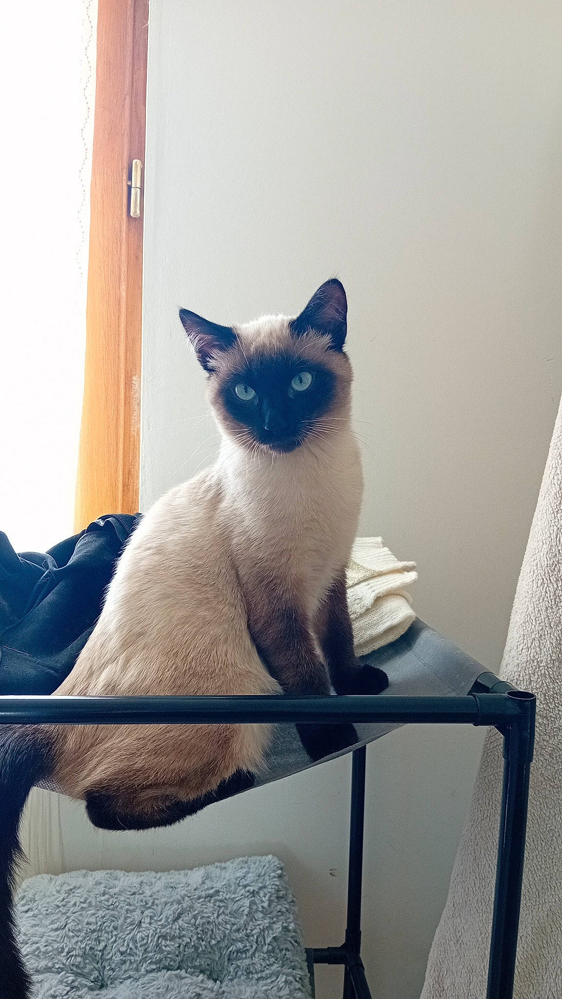 Tyson a rejoint le concours — aidez-le/la à gagner de superbes lots ! carnivore, cat, electric_blue, fawn, felidae, fixture, fur, iris, siamese, small_to_medium_sized_cats, snout, tail, terrestrial_animal, thai, whiskers