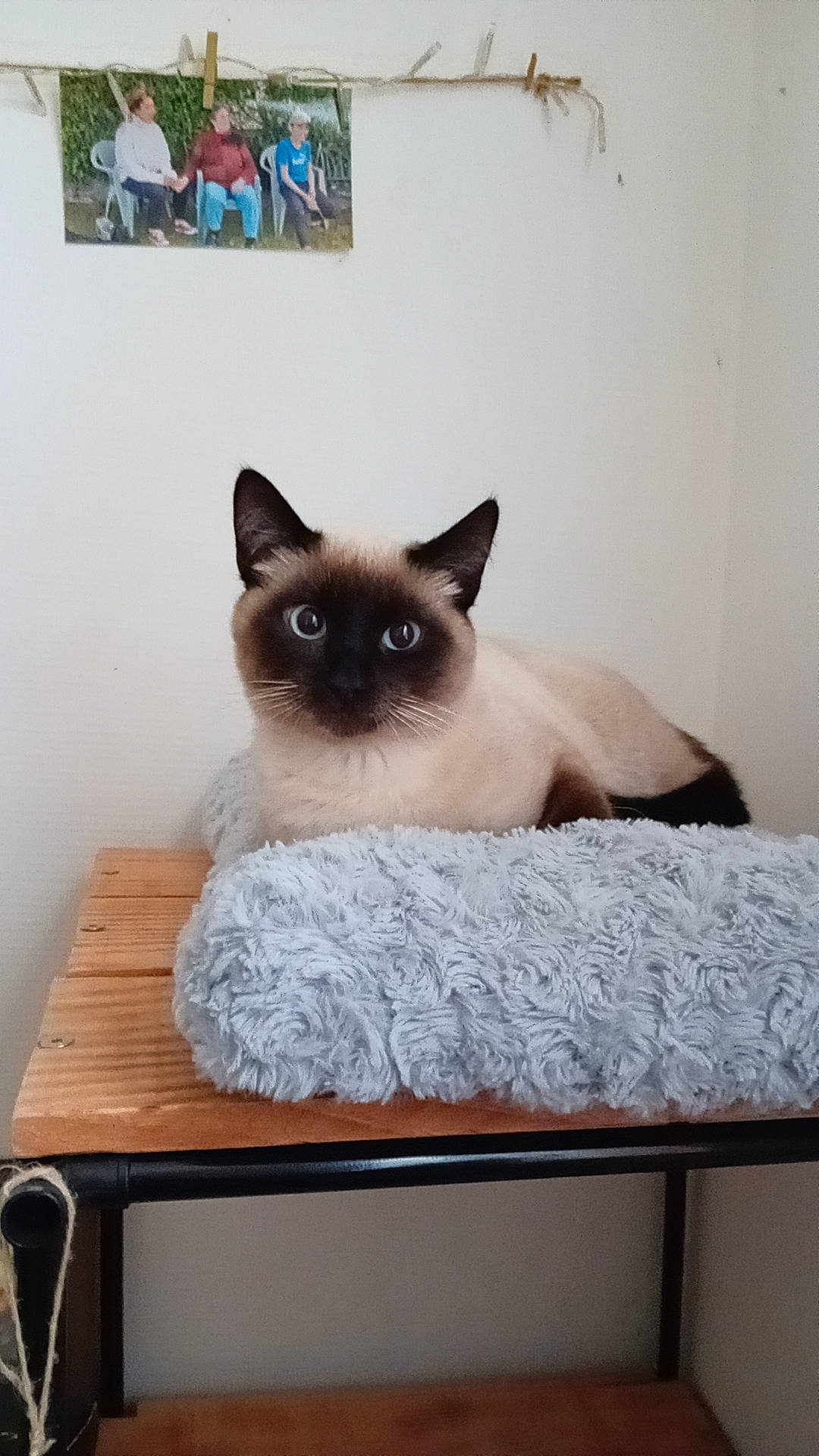 Tyson participe au concours pour gagner de l'argent avec cette photo : birman, carnivore, cat, comfort, desk, fawn, felidae, fur, hardwood, pet_supply, rectangle, room, siamese, small_to_medium_sized_cats, table, whiskers