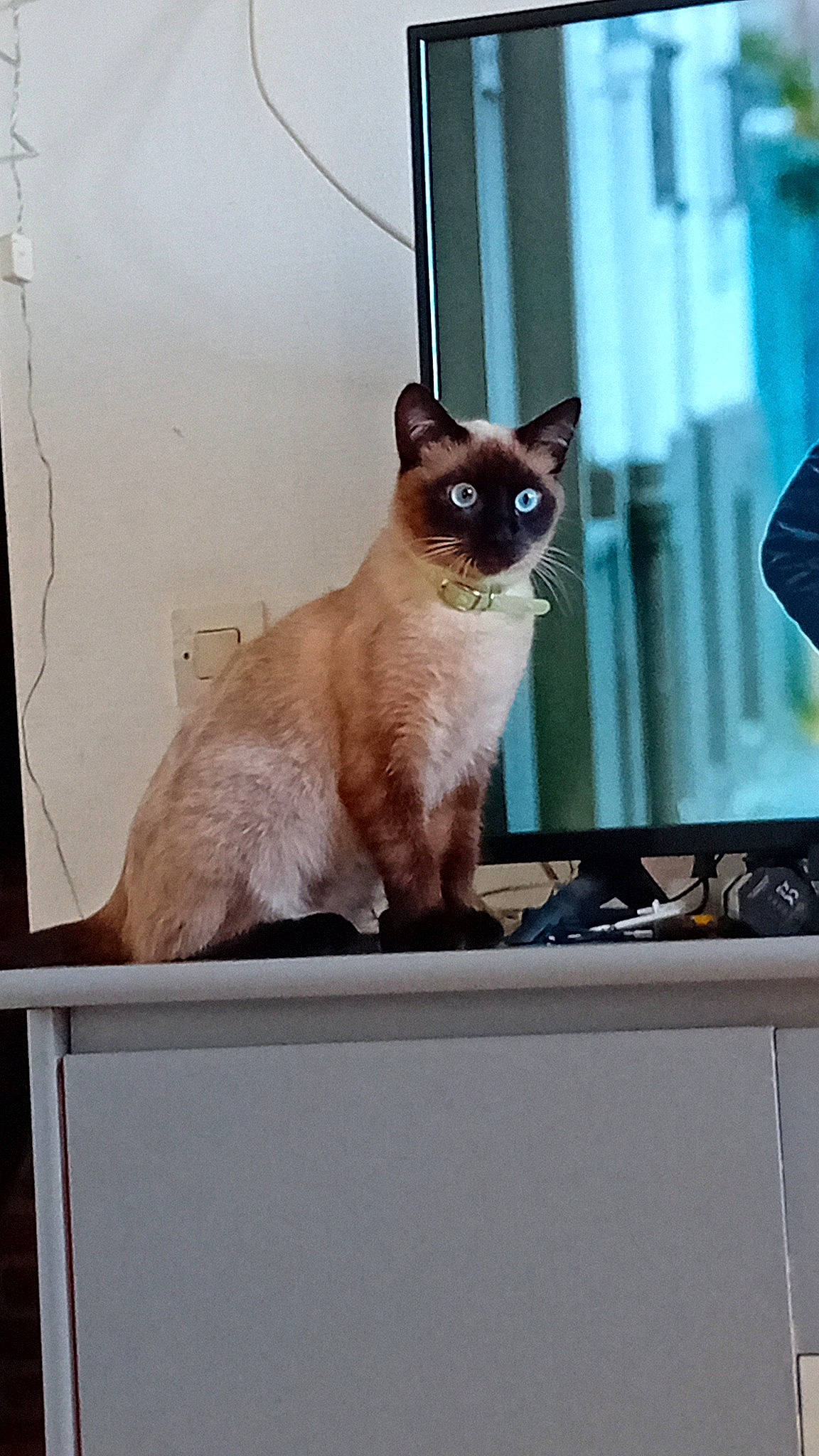 Tyson participe au concours pour gagner de l'argent avec cette photo : box, carnivore, cat, collar, fawn, felidae, fixture, fur, iris, pet_supply, rectangle, siamese, small_to_medium_sized_cats, snout, tail, terrestrial_animal, thai, whiskers, window