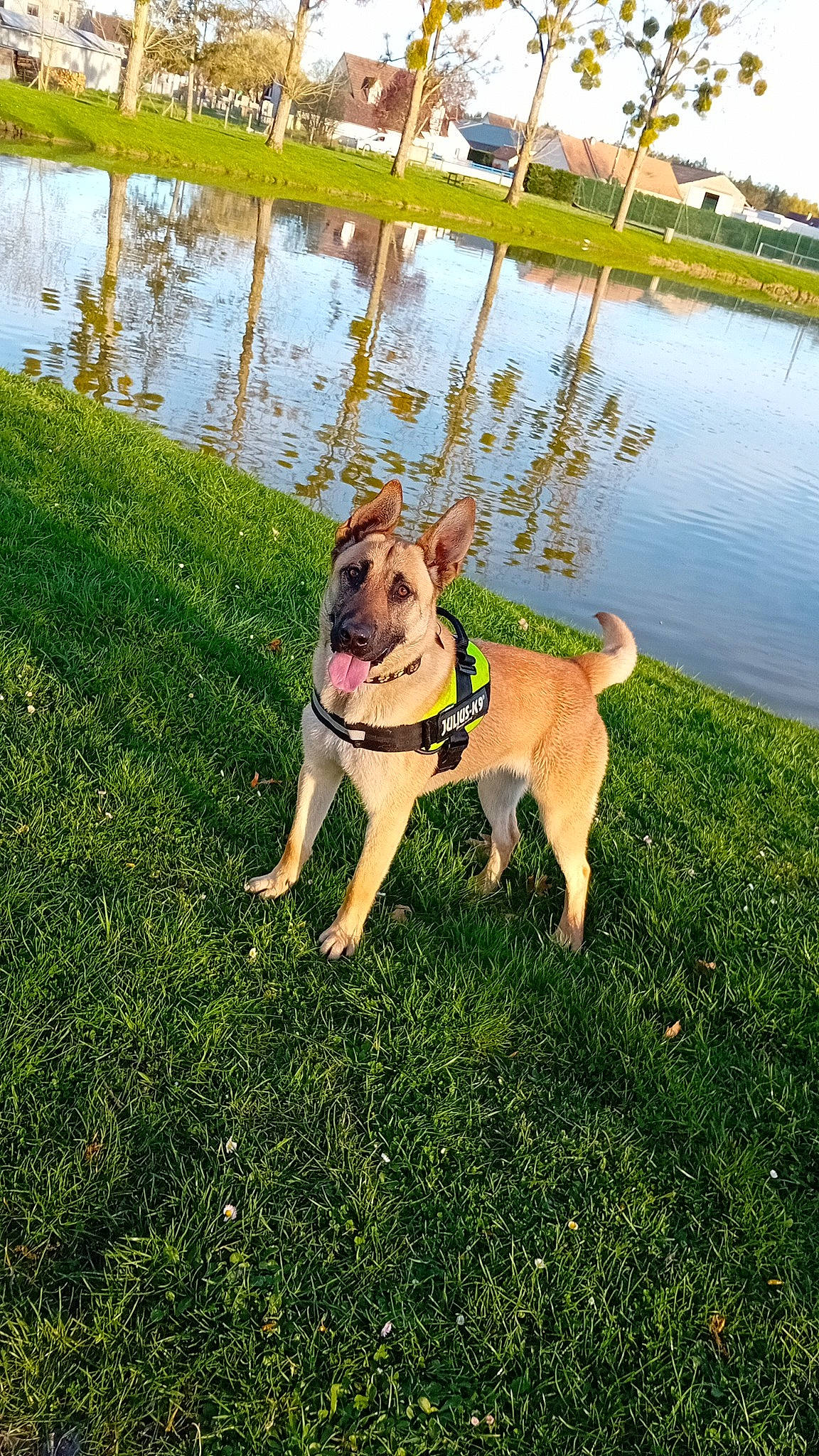 Tina a rejoint le concours — aidez-le/la à gagner de superbes lots ! carnivore, collar, companion_dog, dog, dog_breed, dog_collar, fawn, grass, grass_family, gun_dog, lake, landscape, pet_supply, plant, sky, summer, tail, tree, water, working_animal