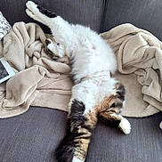 Touille participe au concours pour gagner de l'argent avec cette photo : cat, cat_like_mammal, claw, domestic_short_haired_cat, fur, kitten, nap, paw, small_to_medium_sized_cats, tail, whiskers