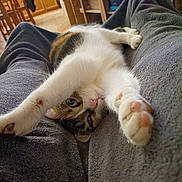 Cory a rejoint le concours — aidez-le/la à gagner de superbes lots ! cat, calico_cat, paw, paw_pads, whiskers, stretching, relaxed, cozy, blanket, legs, living_room, tv_screen, furniture, indoor, close_up, pet, cute, portrait, sofa, human_legs