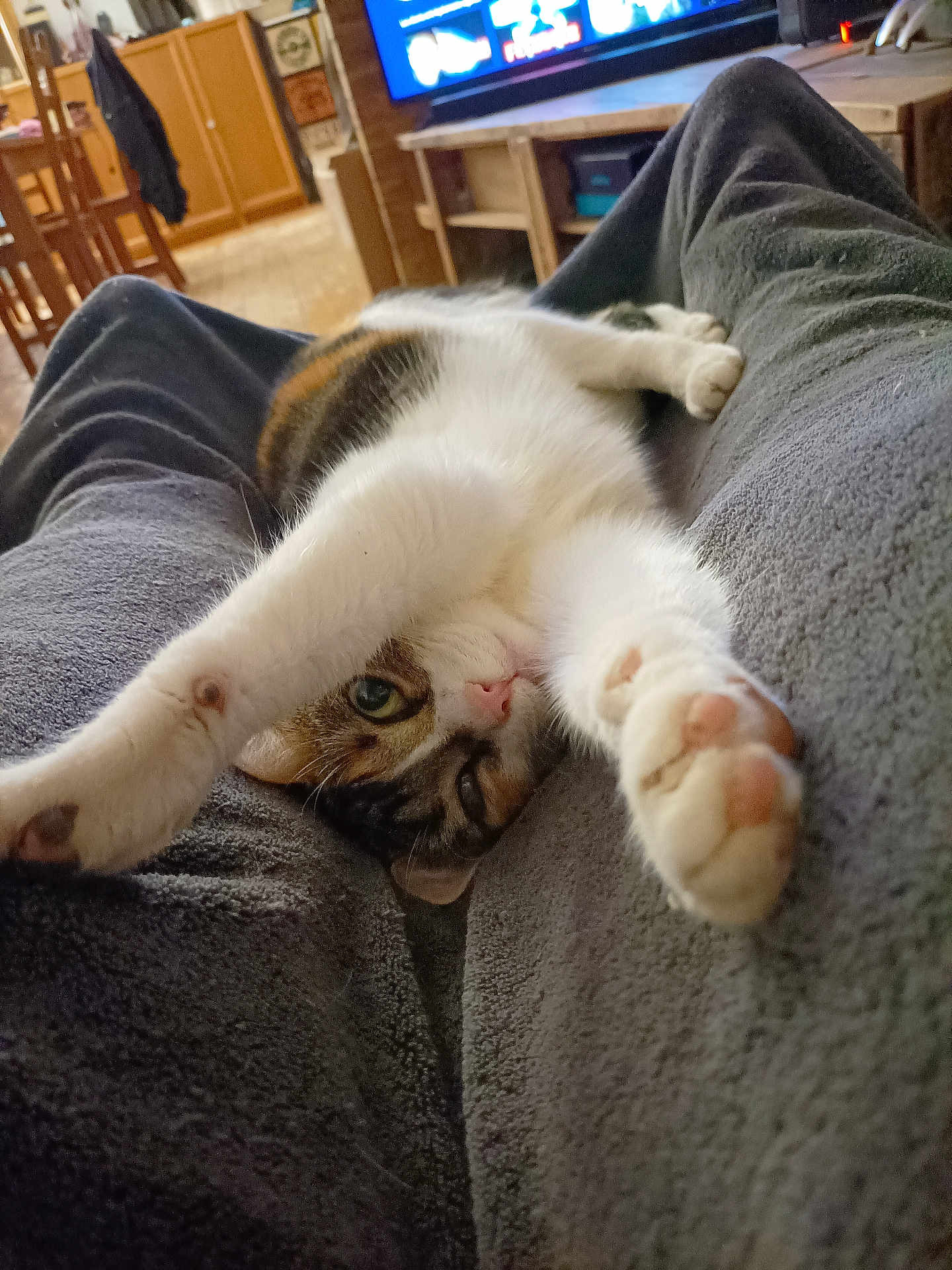 Cory a rejoint le concours — aidez-le/la à gagner de superbes lots ! cat, calico_cat, paw, paw_pads, whiskers, stretching, relaxed, cozy, blanket, legs, living_room, tv_screen, furniture, indoor, close_up, pet, cute, portrait, sofa, human_legs