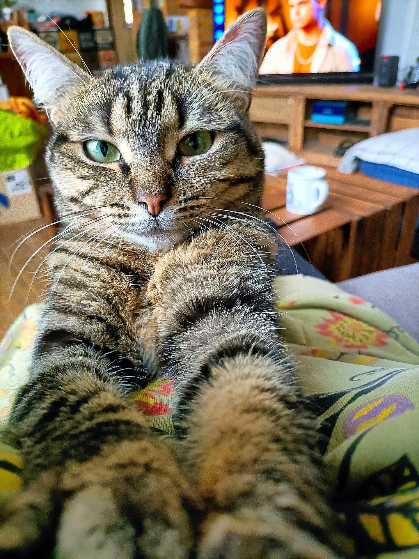 Betty a rejoint le concours — aidez-le/la à gagner de superbes lots ! cat, tabby, close_up, whiskers, green_eyes, paws, fur, domestic_cat, living_room, coffee_mug, tv_screen, wooden_table, sofa, blanket, portrait, cute, pet, indoor, attention, relaxed