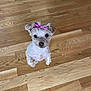 dog, puppy, pink_bow, bow, hardwood_floor, wooden_floor, sitting, looking_up, small_dog, pet, indoor, wood_planks, big_eyes, cute, paws, ears, attentive, companion, portrait, adorable