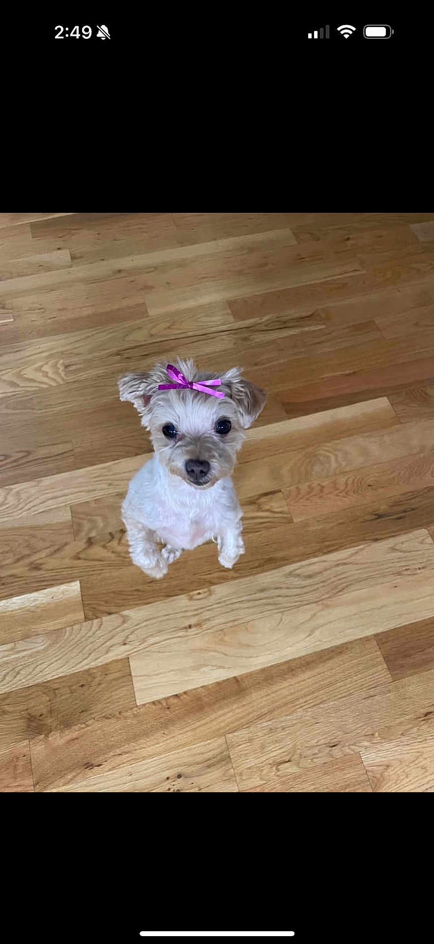 Foxy joined the competition — help win amazing prizes! dog, puppy, pink_bow, bow, hardwood_floor, wooden_floor, sitting, looking_up, small_dog, pet, indoor, wood_planks, big_eyes, cute, paws, ears, attentive, companion, portrait, adorable