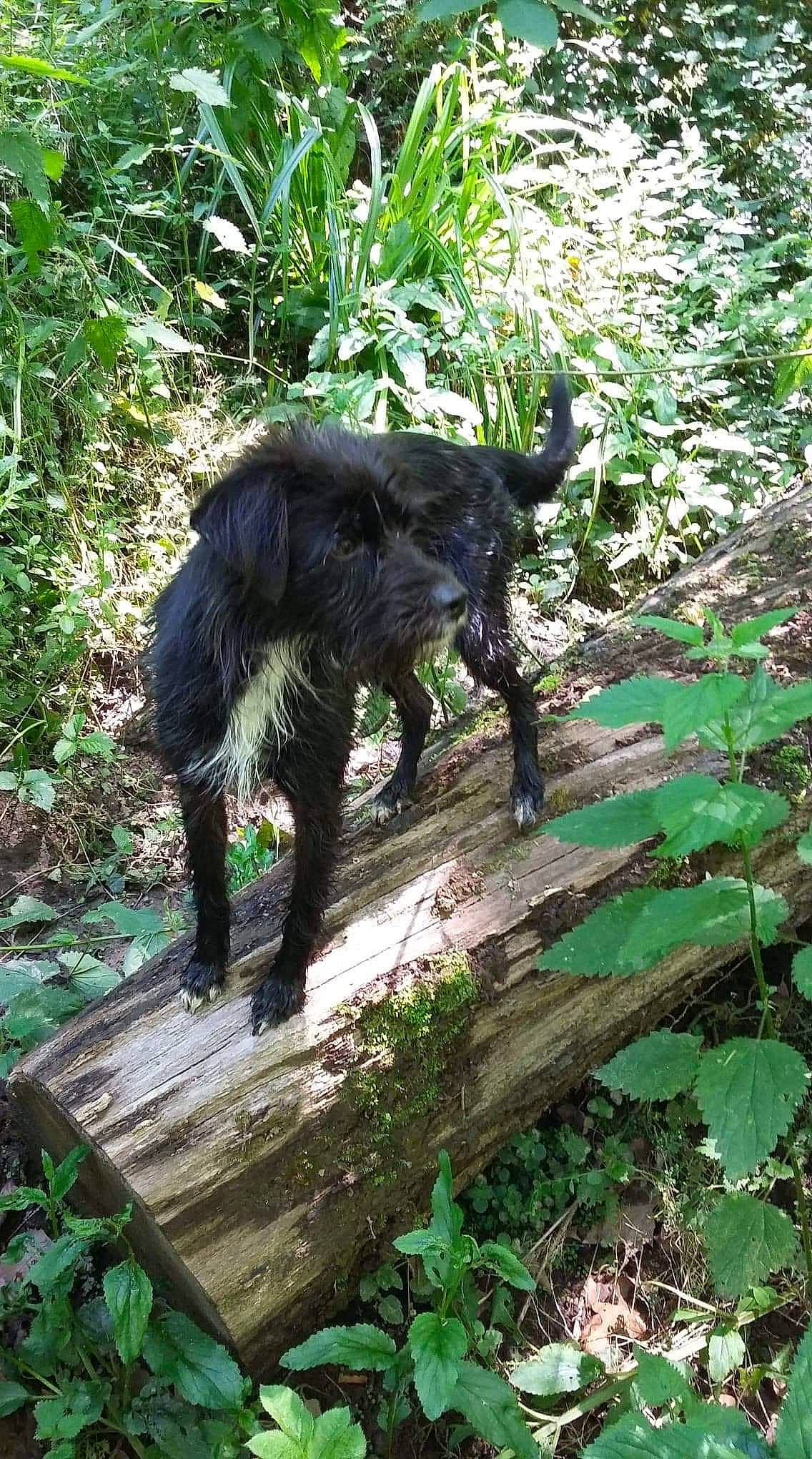 Abby participe au concours pour gagner de l'argent avec cette photo : canidae, carnivore, dog, sporting_group, tail