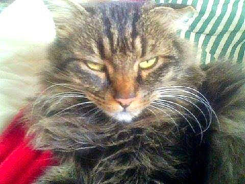 Zouzou participe au concours pour gagner de l'argent avec cette photo : american_curl, carnivore, cat, cymric, domestic_long_haired_cat, domestic_short_haired_cat, european_shorthair, felidae, fur, kitten, maine_coon, mammal, norwegian_forest_cat, pixie_bob, siberian, small_to_medium_sized_cats, snout, tabby_cat, whiskers, wild_cat