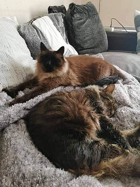 Zouzou a rejoint le concours — aidez-le/la à gagner de superbes lots ! bed, burmese, carnivore, cat, comfort, fawn, felidae, fur, furniture, kitten, mammal, nap, nebelung, ragdoll, small_to_medium_sized_cats, tail, tonkinese, whiskers