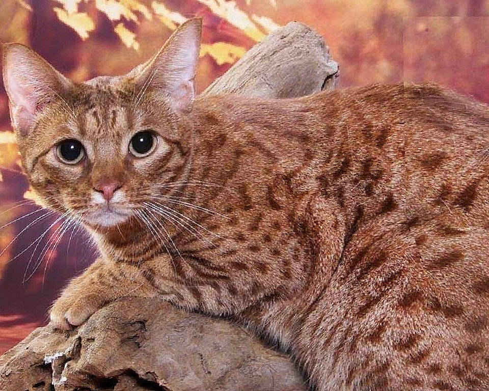 Katniss joined the competition — help win amazing prizes! arabian_mau, asian, australian_mist, california_spangled, carnivore, cat, dragon_li, european_shorthair, felidae, mammal, ocicat, pixie_bob, savannah, small_to_medium_sized_cats, snout, tabby_cat, vertebrate, whiskers, wild_cat, wildlife