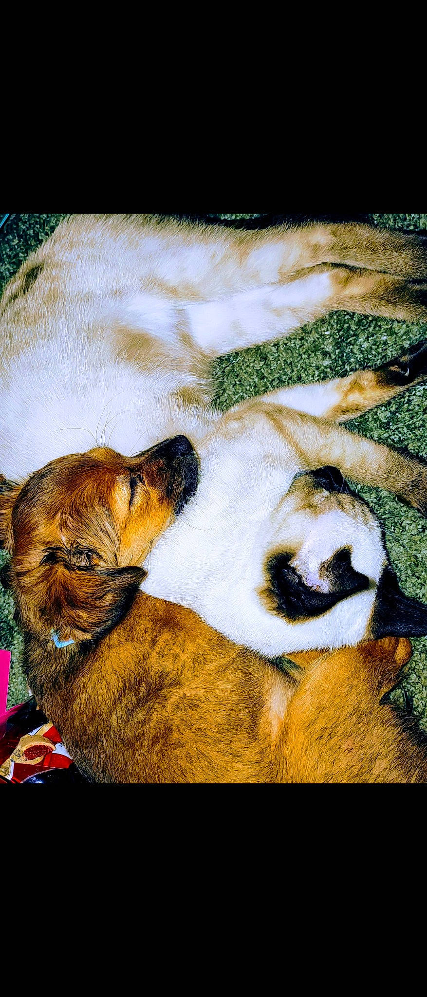 Summer joined the competition — help win amazing prizes! art, canidae, carnivore, companion_dog, dog, dog_breed, fawn, felidae, fur, grass, painting, paw, snout, sporting_group, stock_photography, tail, terrestrial_animal, visual_arts, whiskers, working_animal