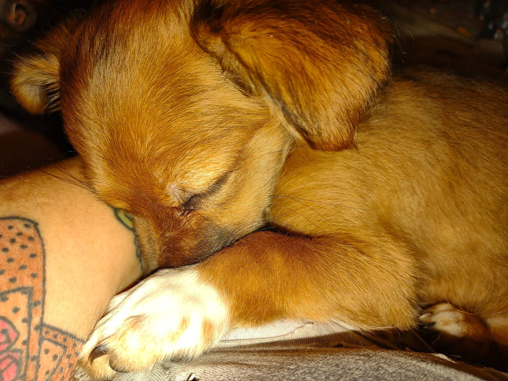 Summer joined the competition — help win amazing prizes! canidae, carnivore, comfort, companion_dog, dog, dog_breed, fawn, fur, liver, nap, paw, puppy_love, retriever, sleep, sporting_group, tail, terrestrial_animal, whiskers, wood, working_animal