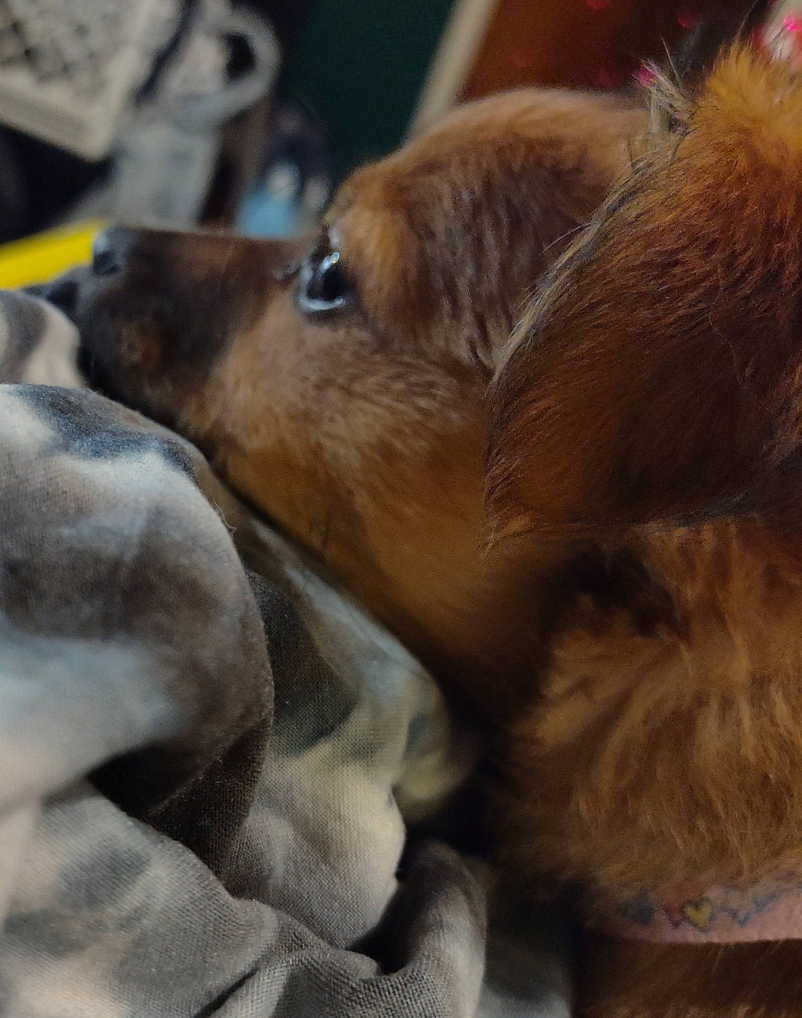 Summer joined the competition — help win amazing prizes! canidae, carnivore, close_up, companion_dog, dog, dog_breed, fawn, felidae, fur, liver, mammal, paw, pomeranian, snout, sporting_group, terrestrial_animal, vertebrate, whiskers, wildlife, working_animal