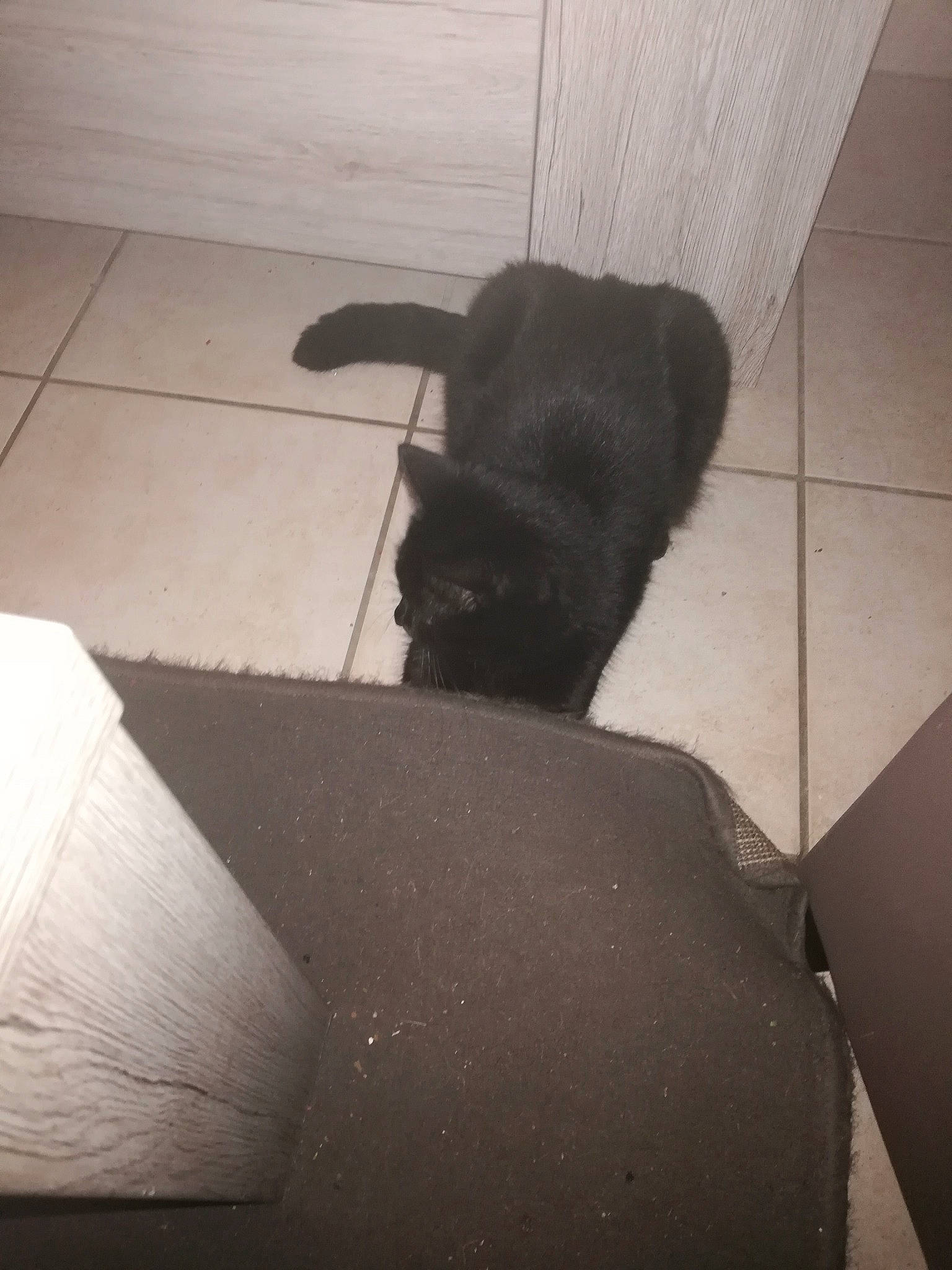 Ouistiti a rejoint le concours — aidez-le/la à gagner de superbes lots ! black_cat, canidae, carnivore, cat, dog_breed, felidae, floor, small_to_medium_sized_cats, sporting_group, tail