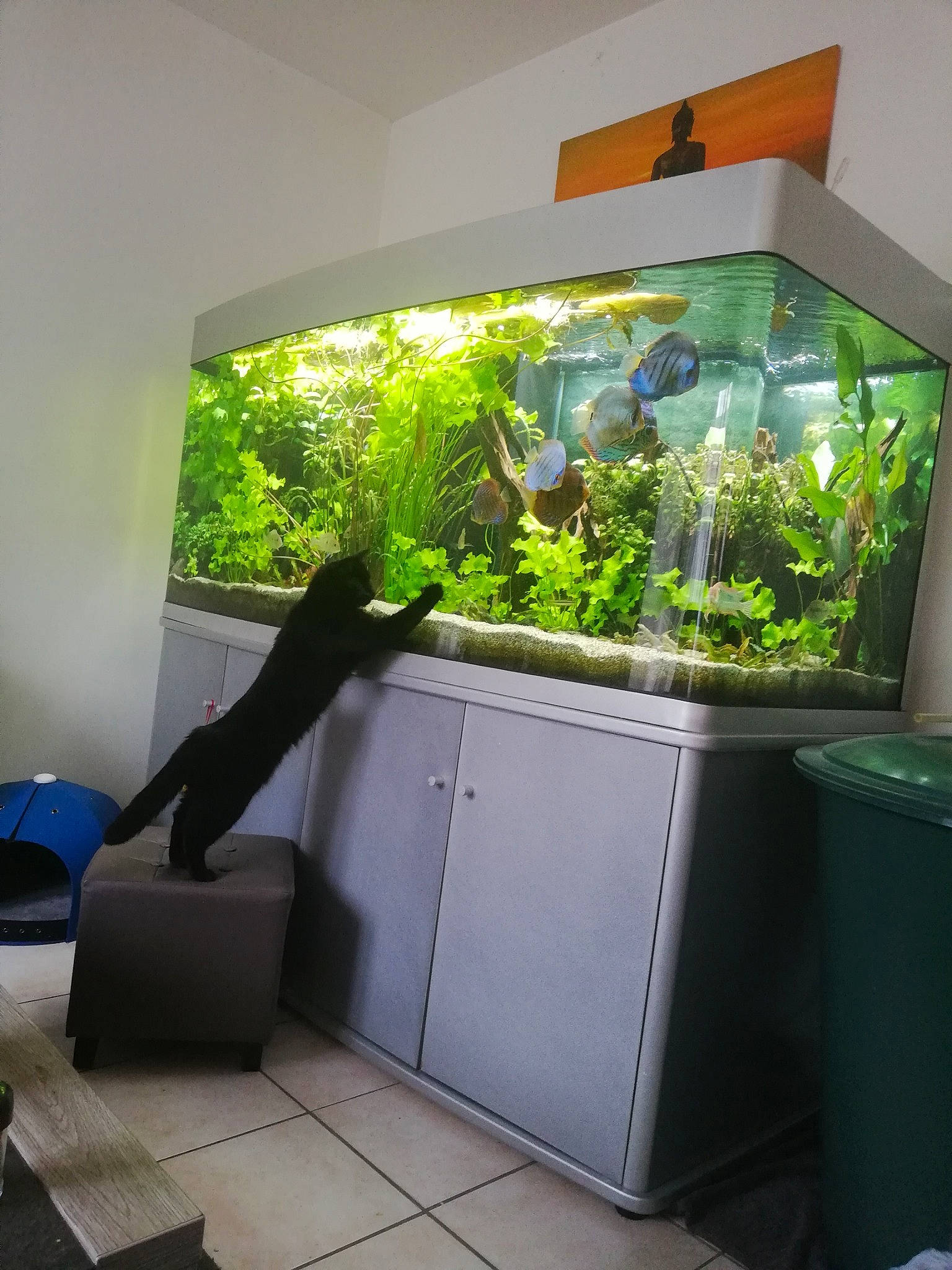 Ouistiti participe au concours pour gagner de l'argent avec cette photo : aquarium, aquarium_lighting, aquatic_plant, freshwater_aquarium, furniture, house, houseplant, interior_design, plant, property, room