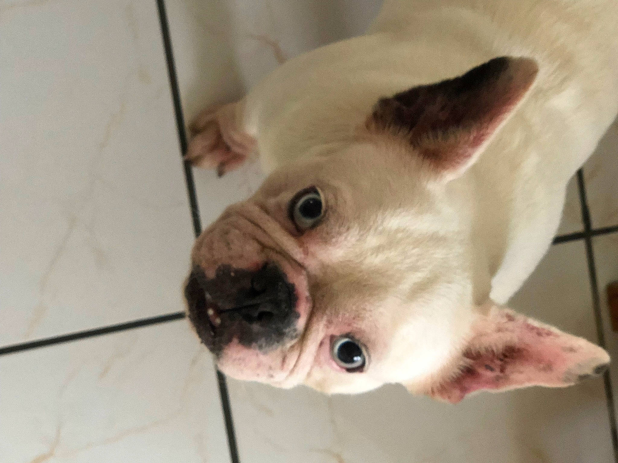 Jelly a rejoint le concours — aidez-le/la à gagner de superbes lots ! canidae, carnivore, companion_dog, dog, dog_breed, ear, eye, fawn, head, jaw, mexican_hairless_dog, non_sporting_group, nose, snout, sporting_group, terrestrial_animal, toy_dog, whiskers, working_animal, wrinkle