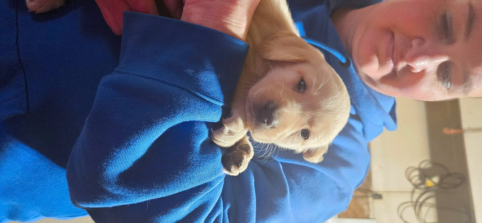 Maggie joined the competition — help win amazing prizes! companion_dog, dog, dog_breed, electric_blue, fun, fur, gesture, happy, jaw, recreation, selfie, smile, sporting_group, tree, wrinkle