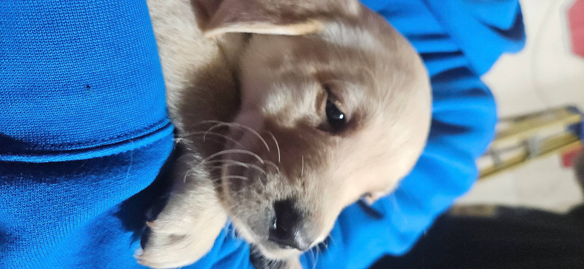 Maggie is registered to the contest to win money with this photo: blue, canidae, carnivore, collar, companion_dog, dog, dog_breed, dog_collar, electric_blue, fang, fawn, fur, gesture, liver, retriever, selfie, snout, sporting_group, whiskers, working_animal