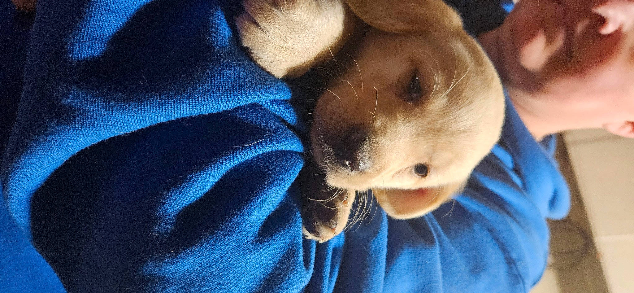 Maggie is registered to the contest to win money with this photo: canidae, carnivore, comfort, companion_dog, dog, dog_breed, ear, electric_blue, fawn, fur, gesture, nap, puppy_love, retriever, selfie, snout, sporting_group, toy_dog, whiskers, working_animal