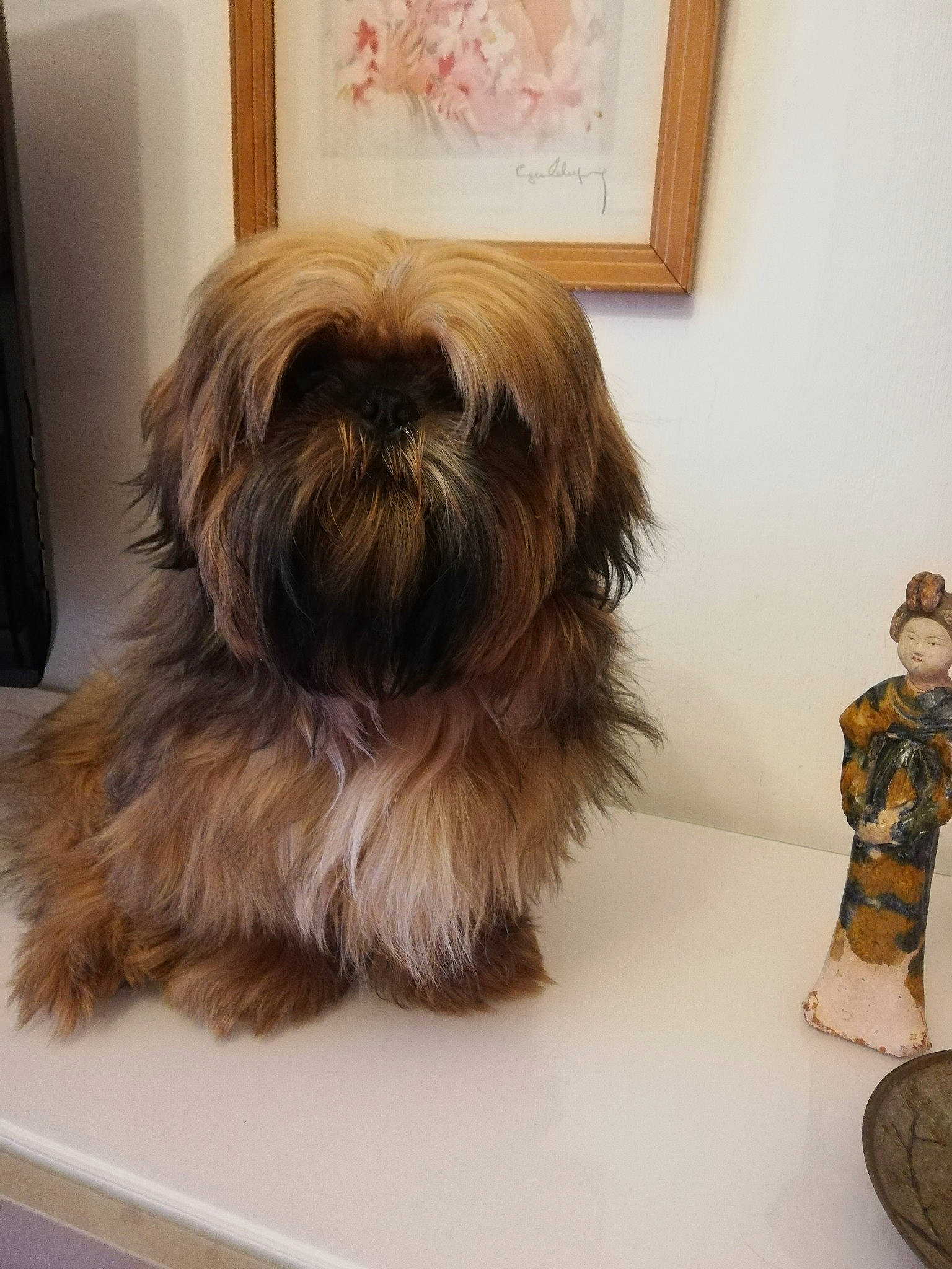 Tao participe au concours pour gagner de l'argent avec cette photo : biewer_terrier, canidae, carnivore, companion_dog, dog, dog_breed, flooring, fur, liver, maltepoo, picture_frame, puppy, shih_tzu, small_terrier, snout, sporting_group, terrestrial_animal, terrier, toy_dog, working_animal