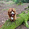 dog, forest, moss, tree, fallen_tree, nature, outdoor, animal, brown_dog, white_fur, tongue_out, happy, woodland, greenery, mushroom, bark, leaves, canine, pet, flora